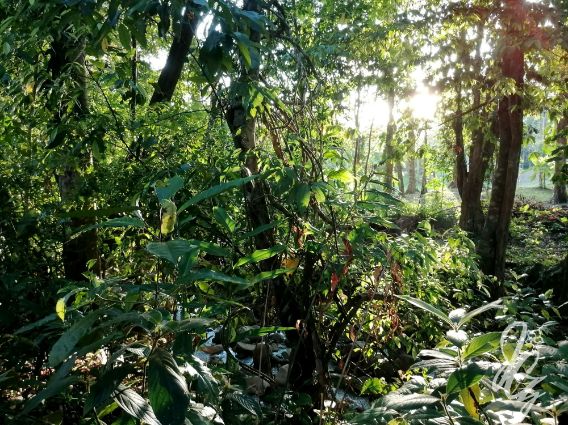 Nature in Costa Rica