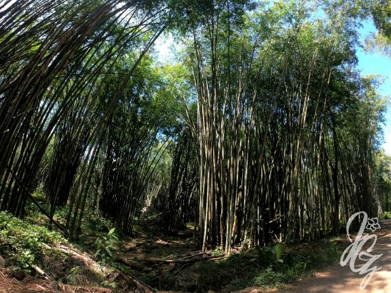 Bamboo Forest in Uvita, Costa Rica