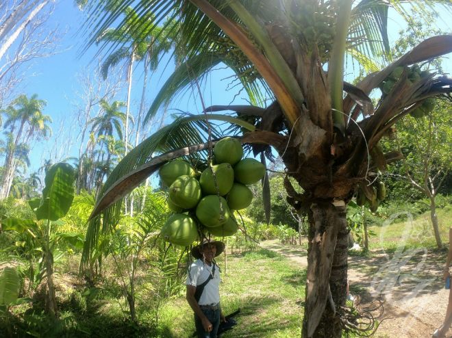 Farm in Uvita, Costa Rica