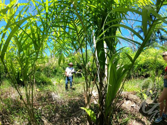 Permaculture farm in Uvita, Costa Rica