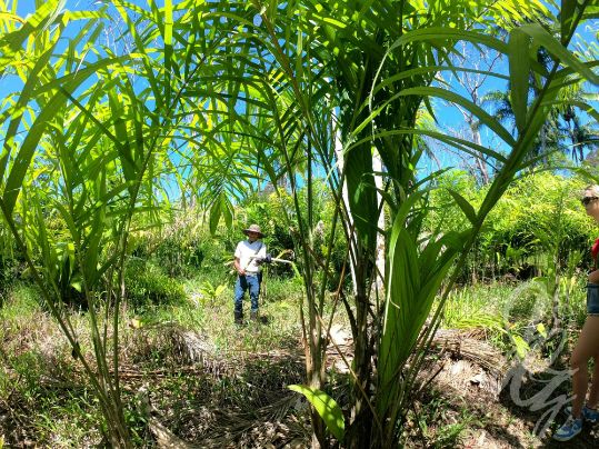 Farm in Uvita, Costa Rica
