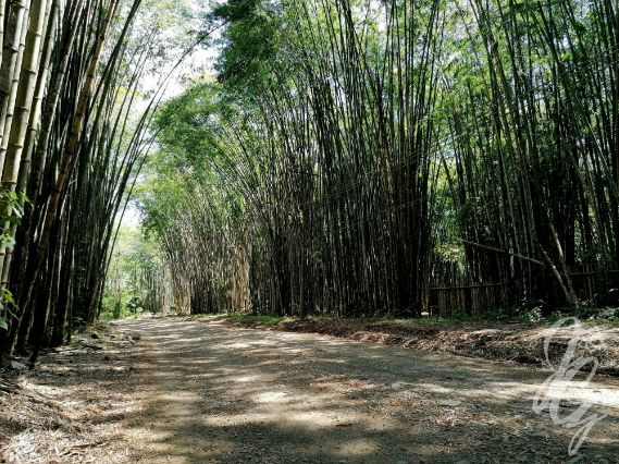 Bamboo forest in Uvita, Costa Rica