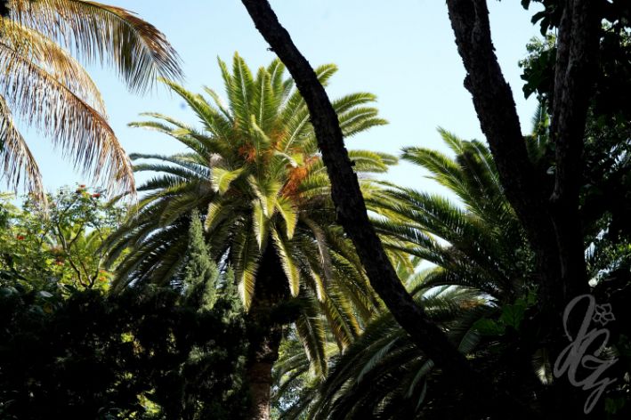 Santa Cruz de Tenerife