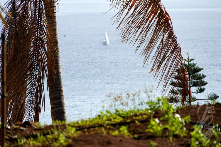 Santa Cruz de Tenerife