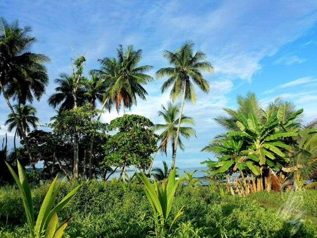 The surroundings at SurfExpedition Costa Rica