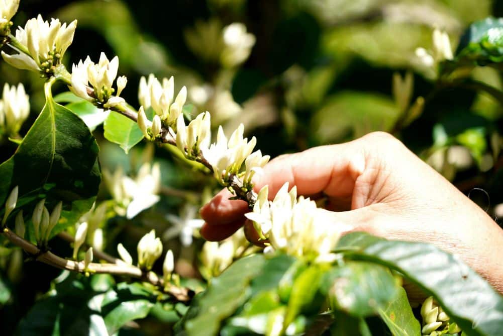 Monteverde Coffee Tour in Costa Rica