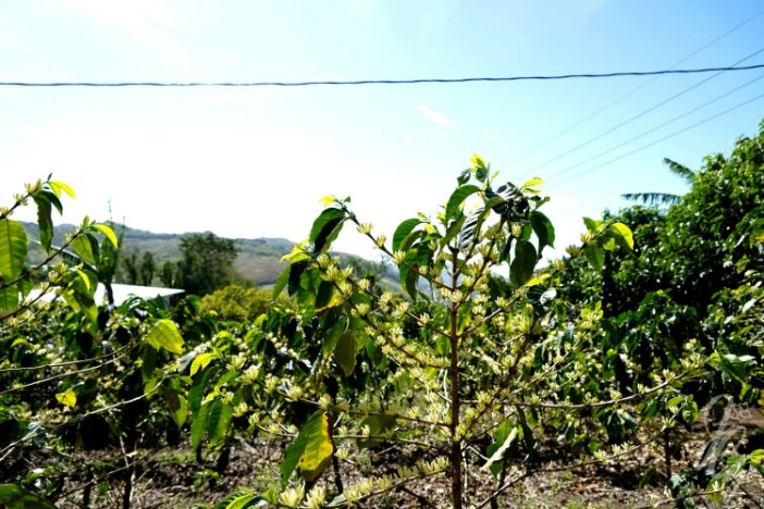 Monteverde Coffee Tour in Costa Rica