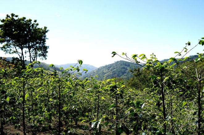 Monteverde Coffee Tour in Costa Rica