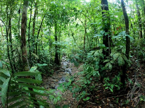 Walk to a waterfall at the Refugio Nacional de Fauna Silvestre Golfito in Costa Rica