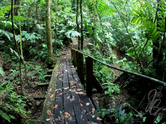 Walk to a waterfall at the Refugio Nacional de Fauna Silvestre Golfito in Costa Rica