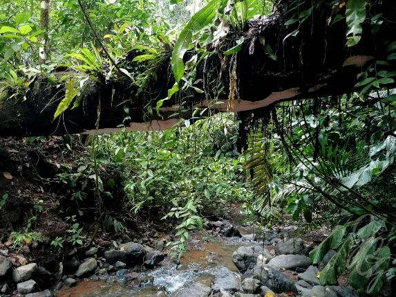 Walk to a waterfall at the Refugio Nacional de Fauna Silvestre Golfito in Costa Rica
