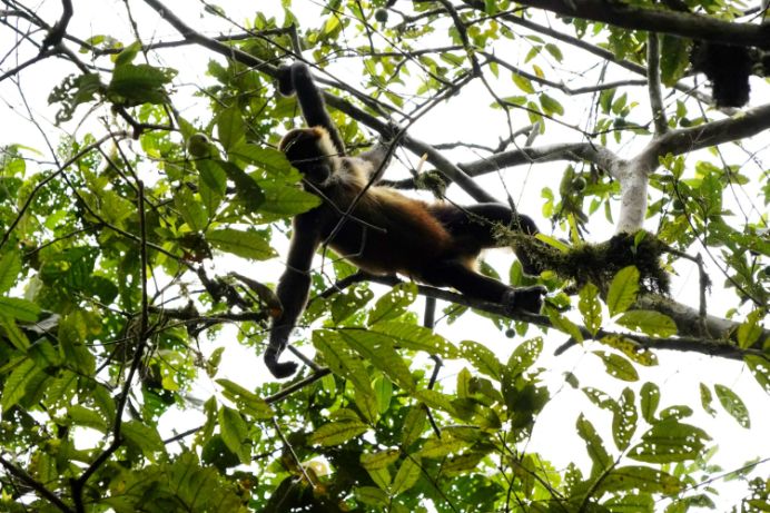Hanging Bridges & Parque Místico in La Fortuna in Costa Rica