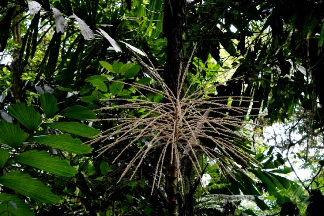Hanging Bridges & Parque Místico in La Fortuna in Costa Rica
