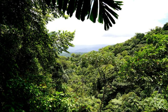 Hanging Bridges & Parque Místico in La Fortuna in Costa Rica