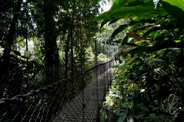 Hanging Bridges & Parque Místico in La Fortuna in Costa Rica