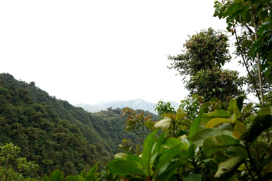 Viewpoint at Monteverde Cloud Forest in Costa Rica