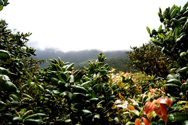 Viewpoint at Monteverde Cloud Forest in Costa Rica