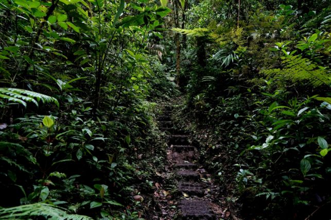 Monteverde Cloud Forest in Costa Rica