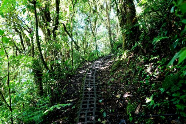 Monteverde Cloud Forest in Costa Rica