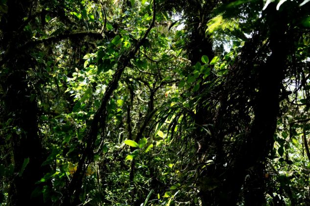 Monteverde Cloud Forest in Costa Rica