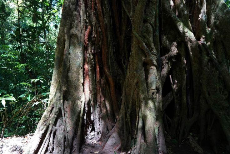 Monteverde Cloud Forest in Costa Rica