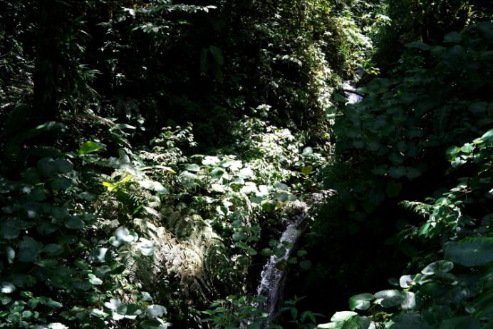 Monteverde Cloud Forest in Costa Rica