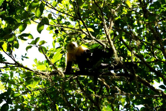 Monkeys at Monteverde Cloud Forest in Costa Rica