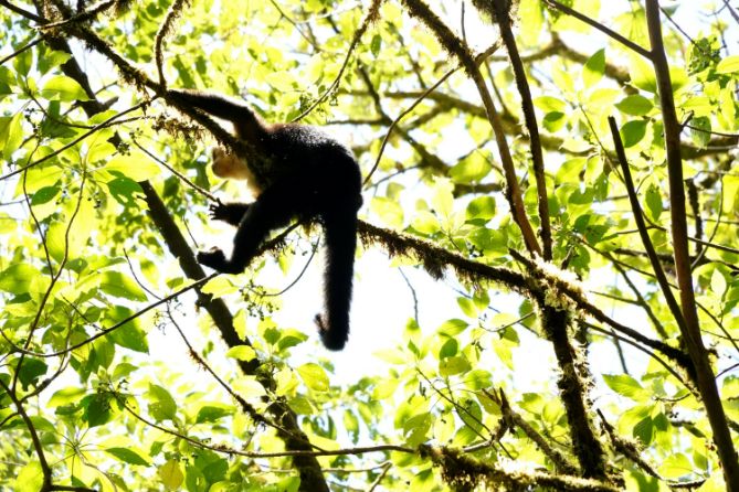 Monkeys at Monteverde Cloud Forest in Costa Rica