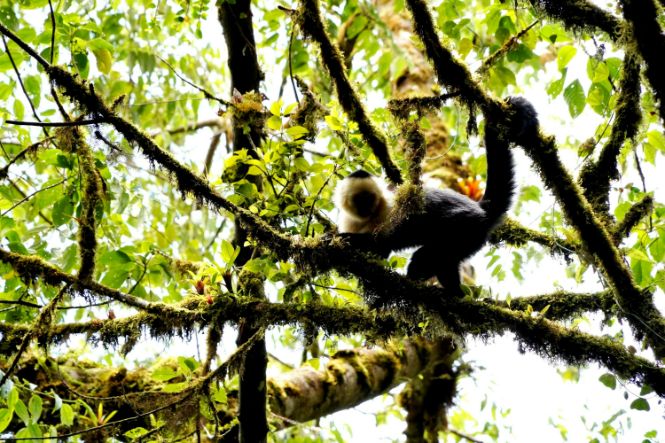 Monkeys at Monteverde Cloud Forest in Costa Rica