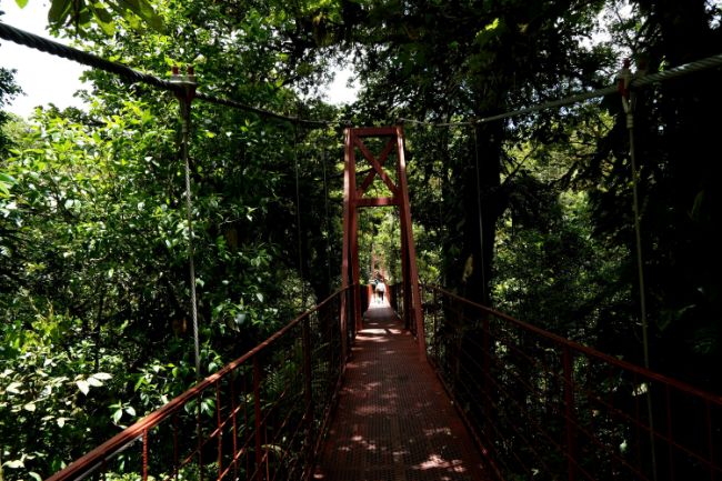 Hanging bridge at Monteverde Cloud Forest in Costa Rica