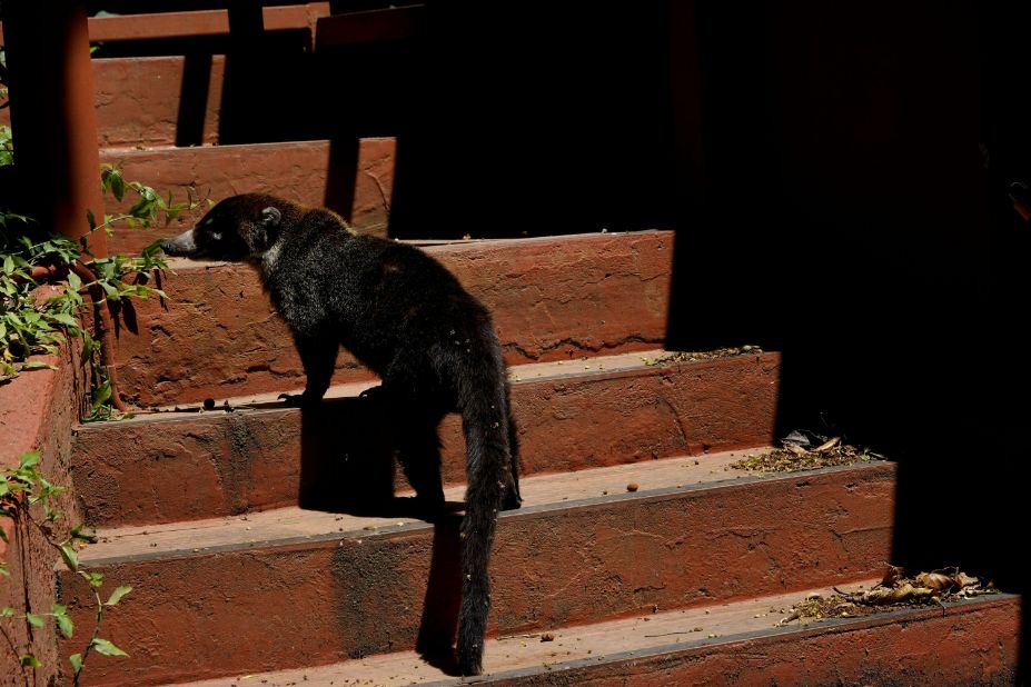Coati at Monteverde Cloud Forest in Costa Rica