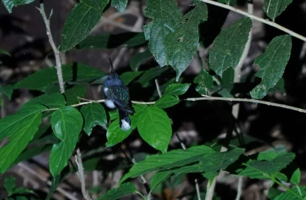 Kinkajou Night Walk near Monteverde in Costa Rica