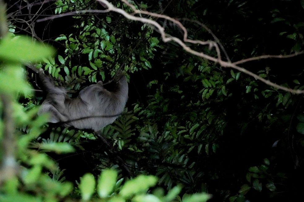 Kinkajou Night Walk near Monteverde in Costa Rica