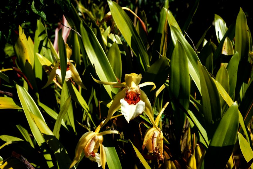 Orchid Garden in Monteverde in Costa Rica