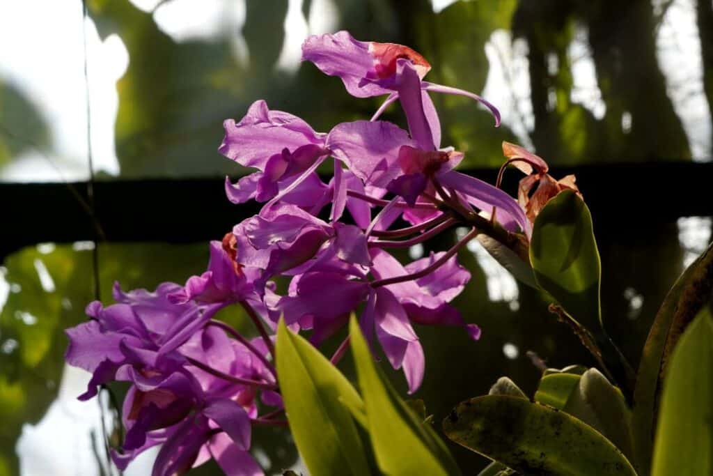 Orchid Garden in Monteverde in Costa Rica