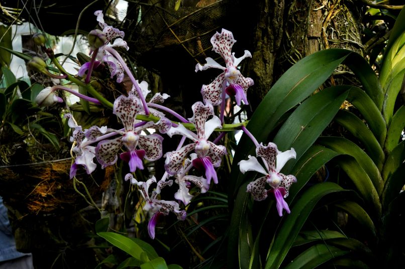 Orchid Garden in Monteverde in Costa Rica