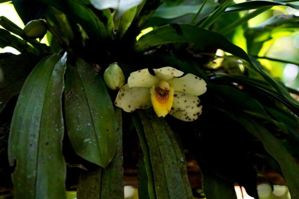 Orchid Garden in Monteverde in Costa Rica