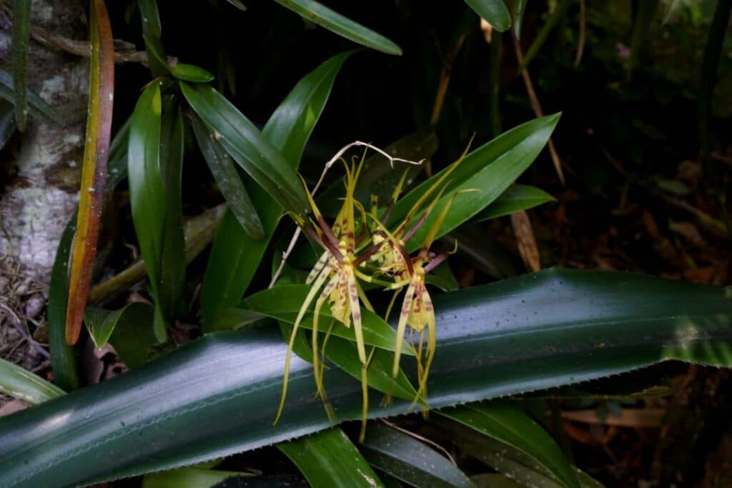 Orchid Garden in Monteverde in Costa Rica
