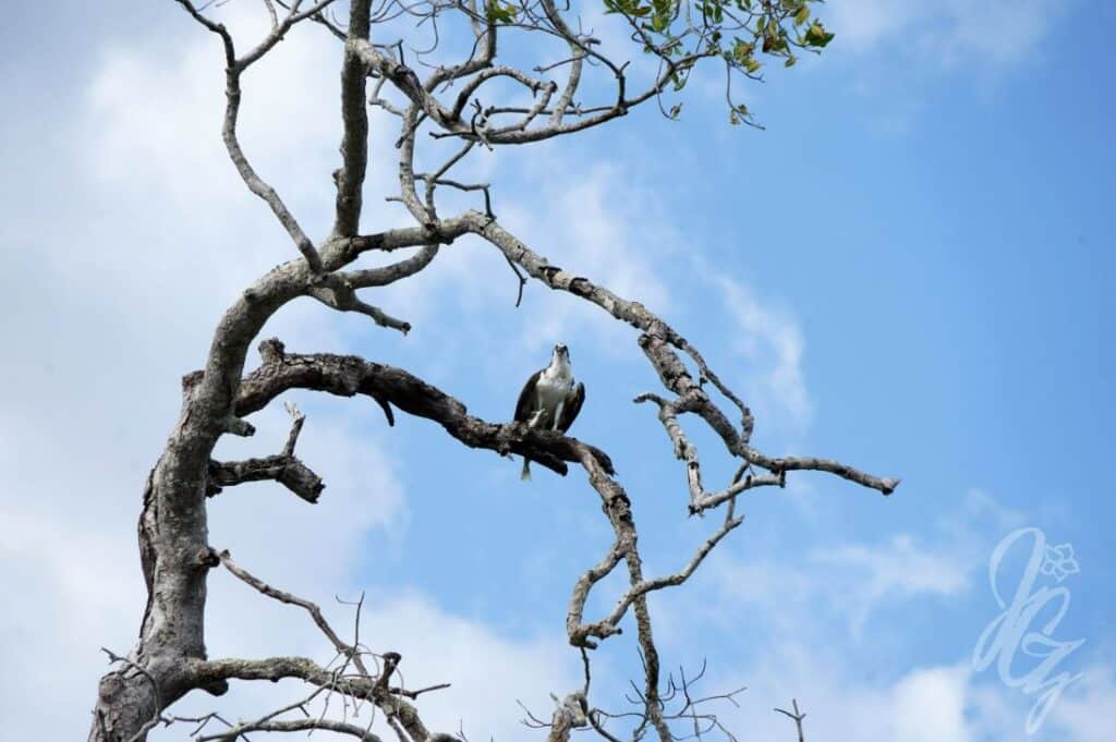 Estuary Tour near Tamarindo in Costa Rica