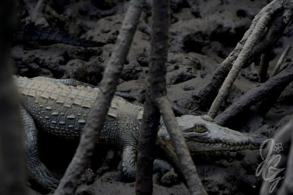 Estuary Tour near Tamarindo in Costa Rica