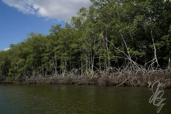 Estuary Tour near Tamarindo in Costa Rica