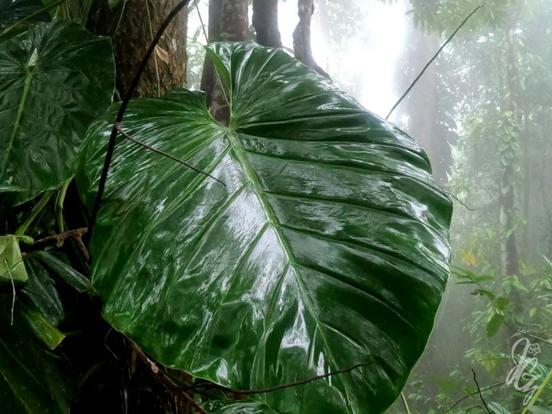 Walk to the viewpoints near Golfito in Costa Rica