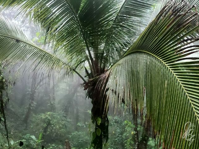 Walk to the viewpoints near Golfito in Costa Rica