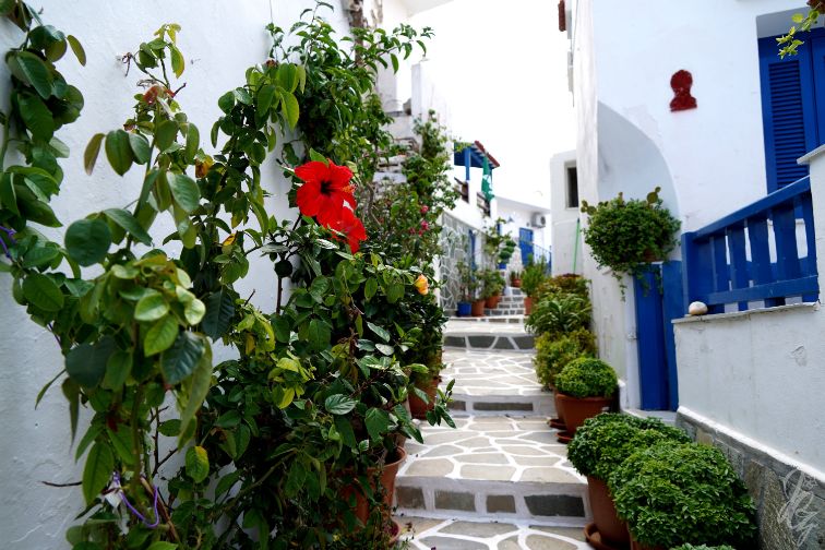 a road with flowers in Dryopida