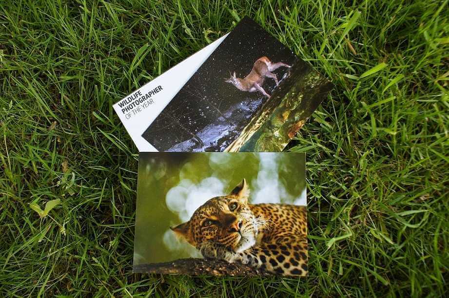 Postcards of the NHM wildlife exhibition