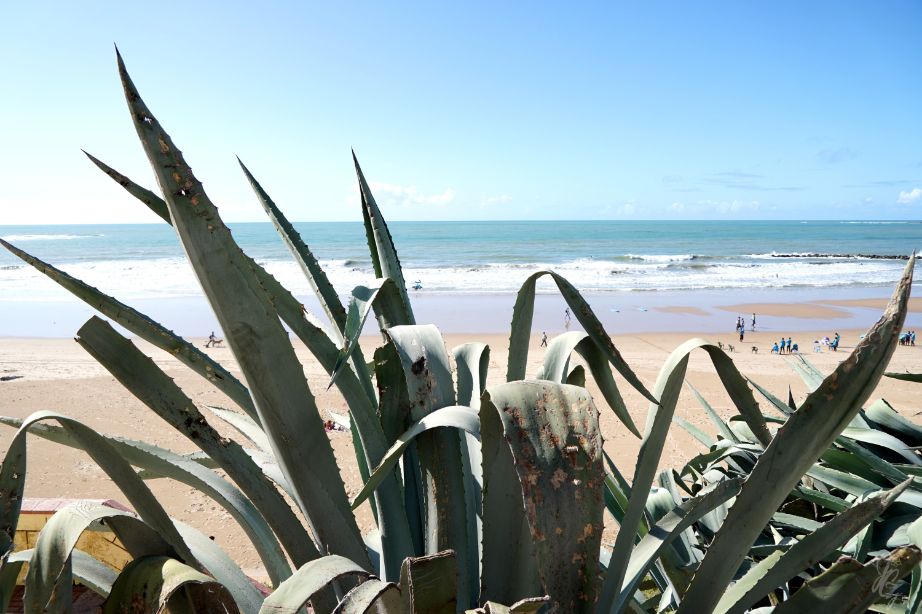 View over the beach in Cadiz with Aloe Vera plant