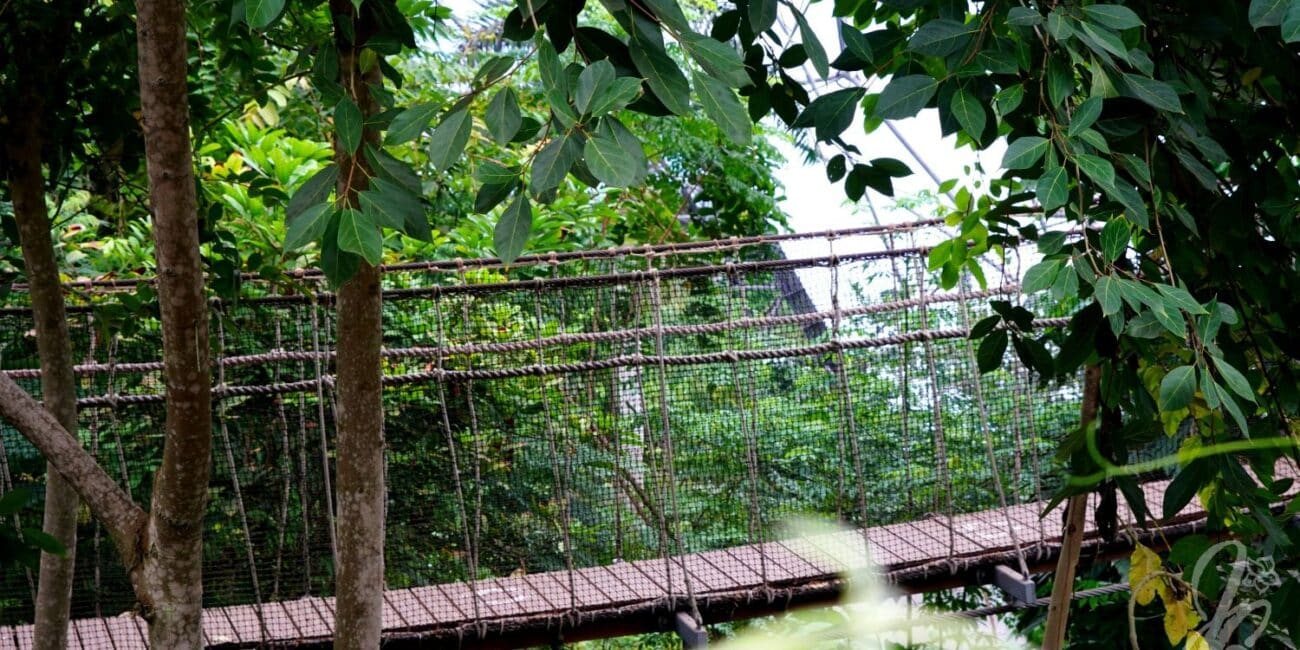 Hanging bridge in the Rain forest