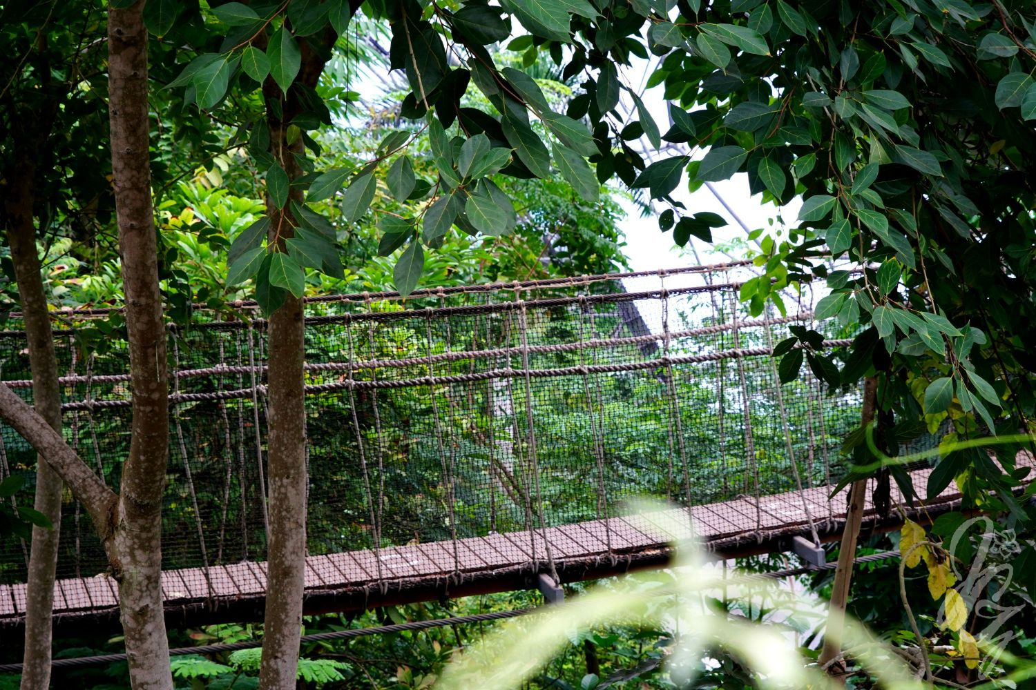Hanging bridge in the Rain forest