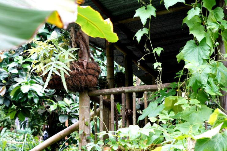 Rainforest at The Eden Project