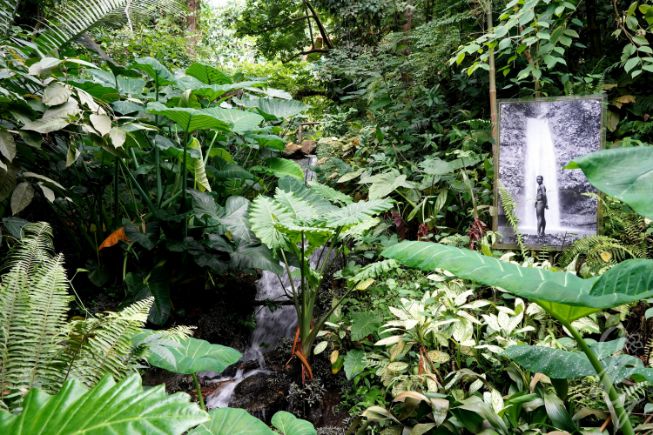 Rainforest at The Eden Project
